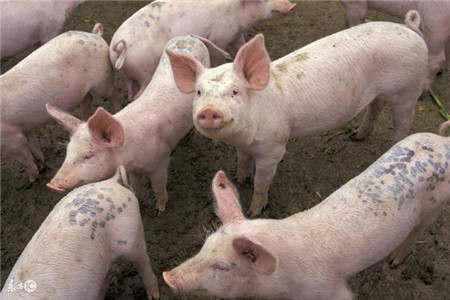 如何正确解决猪发烧，猪低烧时该怎么处理？