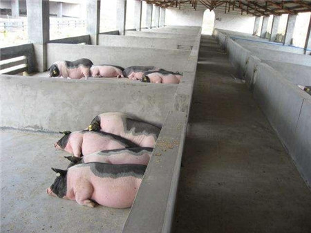 穷则思变，快来看看农民的新型养猪模式！