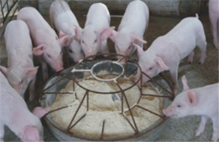 八招养猪方法降低生猪养殖成本
