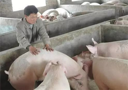 农民没资格养猪了，不怪环保，而怪……