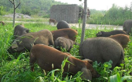 生态养殖成为养猪业的新宠，但做不好一点就要悲剧