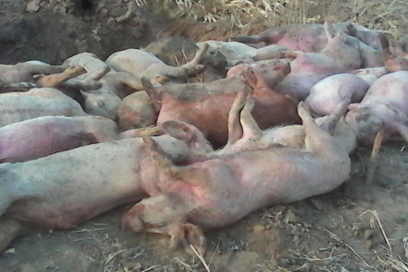 据波兰共和国首席兽医官通报，波兰境内再发家猪非洲猪瘟(ASF)。这是2017年第76次爆发该疫情，