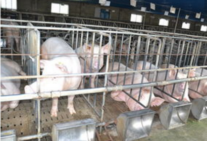 　在此格局之下，规模化猪场和大集团确实最大限度的占据了市场份额，那么养猪农民势必要寻求新的出路。