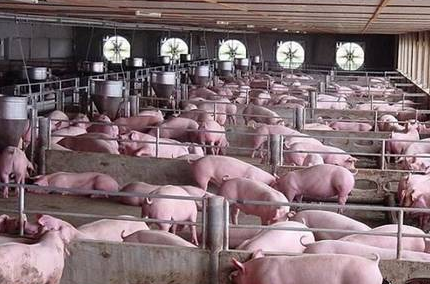 　养猪业对于猪的市场需求、销售价格、饲料供应等反应敏感。由于猪产品的鲜活性及易耗性，要求周转快、环节少和流通畅。养猪生产者