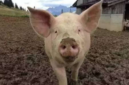 养猪牢记“三个区” 　　 　　因为养殖的污染问题，国家在南方水网地区，严格限制养殖业发展，对生猪养殖划定了三个区域： 　　
