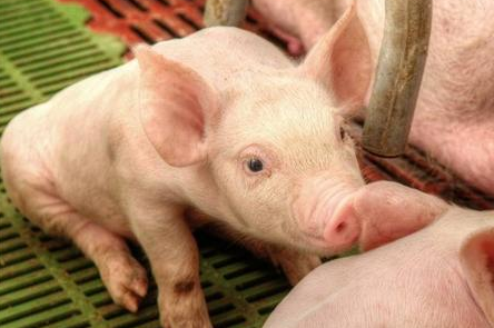 猪后期生长速度缓慢的原因