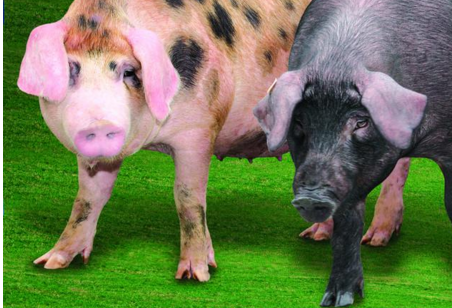 猪价低饲料贵　以后养猪怎么养？