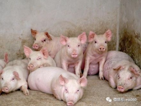 秋冬季保育猪饲养管理必须知道的五大要点