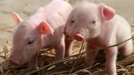 猪场中遇到猪瘟超免需要注意什么?