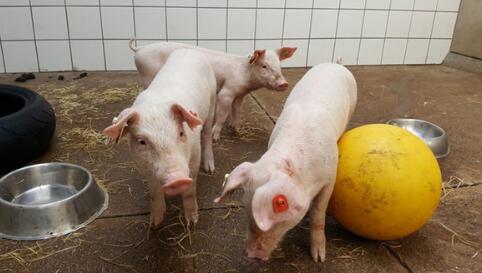 猪做出的贡献：科学家对猪器官人体移植表示乐观