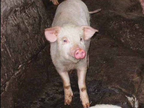 种猪交流的频繁和商品猪流通的无序状态，防疫体系不完善，疾病的综合防制措施不力，严重地危害了养猪业的发展。