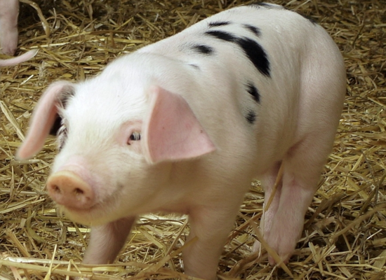 沈阳猪饲料兽药批发最近几年，“保健”一词好像成了这个行业最时髦的做法。仿佛一夜之间大家都学会了给猪群做保健。