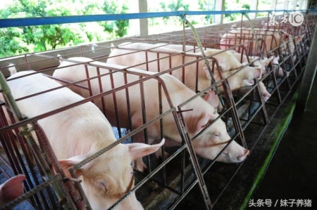 养猪人多年建设猪场经验，减少新手养猪人损失