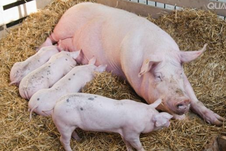 对2018年第四季度来说，国庆中秋双节集中有效刺激了下半年压栏生猪的一次释放。
