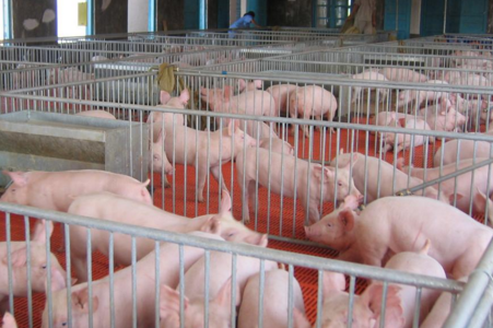 最近同行业都在交流探讨2018猪价将会何去何从？三农达人说：“不如狠抓猪场两大关键点，能够让一个500头母猪场一年多收益100万元以上”。 　　
