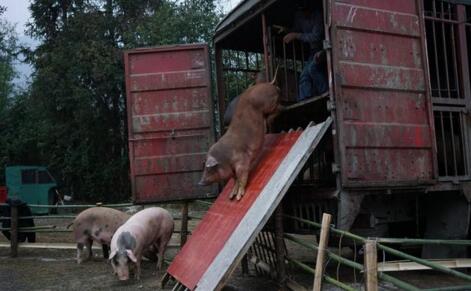 “南猪北移”可能成为养猪行业的一个趋势
