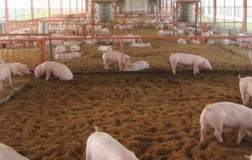 广东发布环保税征求意见稿，每猪收4.6元