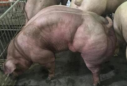 柬埔寨一公司培育变异肌肉猪 动保组织：是恶魔