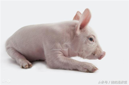 猪缺铁性贫血症的临床症状是什么？