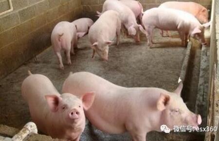 养猪场管理6大妙招，据说聪明的养猪人都在用！