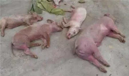 猪突然死亡，先找这9种病因！