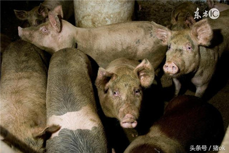 豆腐渣喂猪要注意些什么？用豆腐渣喂猪导致猪中毒了怎么办？