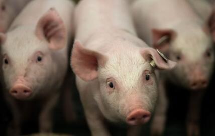 你没关注的这些国家政策可能影响明年的养猪走向