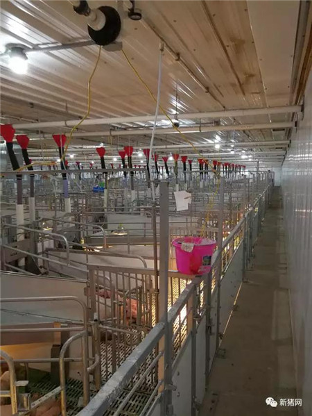 　快来围观~美国Clemens母猪存栏量5000头猪场内部大曝光，这高科技放哪都是一流的！ 　　