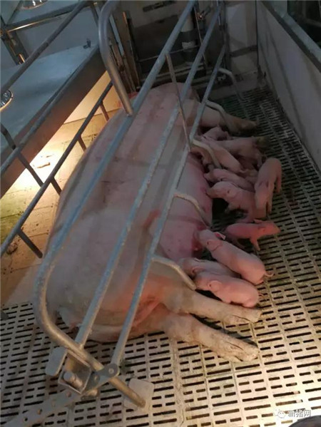 　快来围观~美国Clemens母猪存栏量5000头猪场内部大曝光，这高科技放哪都是一流的！ 　　