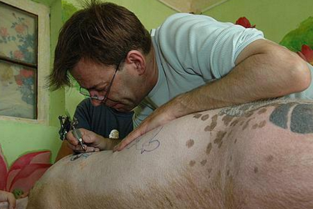 　　如今纹身已经是一件常见现象，很多年轻人追求标新立异或是一种信仰，都会选择纹身。但如今纹身师竟将纹身对象移到了猪的身上。开始给猪背纹身了。引起了很多人的议论。给猪纹身也是一件非常艰辛的过程。不仅选出来的猪要符合标准，纹身的工程也十分麻烦。猪不像人一样会安安静静呆在那里让纹身师纹身，因此纹身师经常会将猪弄至昏迷，在进行纹身。被纹身的猪价格十分昂贵，对于人们来说，带有纹身的猪皮更是一件艺术品，值得人们收藏。但动物保护者却称对猪太不公平了，这是对猪的摧残，人类应该给猪道歉。虽然觉得给猪纹身有点丧心病狂，不过，被纹身的猪还是难逃一死。被纹身的猪你还敢吃吗？