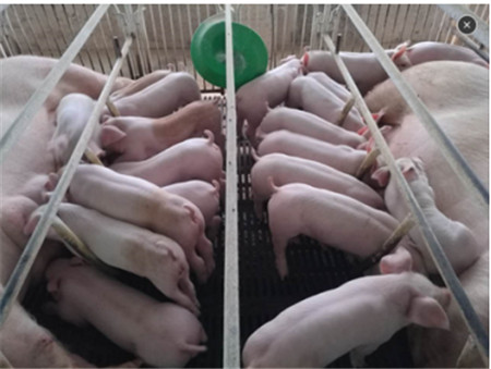   据行业分析人士估算，去年七月份外三母猪繁育利润达到4000-5000元/窝。高产母猪的价值，以及母猪繁育、饲喂营养的重要性凸显。