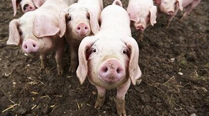 生猪销量暴涨322%……温氏、牧原、正邦最新数据出炉