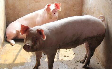 农业部：拟通过“禁限转治”处理好生猪和环保关系