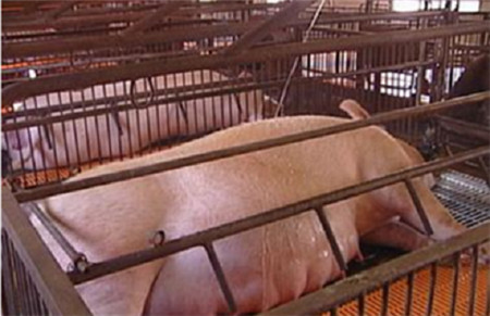 董广林：母猪饲养中不可忽视的微量元素蓄积中毒现象怎么破？