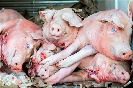 体温突然升高、呼吸困难，猪遇到这些问题，养殖户可要当心了！