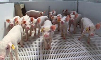 专家：第四季度猪价可观望，养殖利润有望超预期！