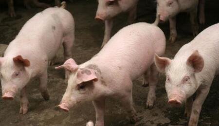 上半年生猪供应量已在增加 预计下半年供应量将增加