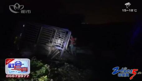 江苏常州：运猪车翻下路基 数十头生猪死亡