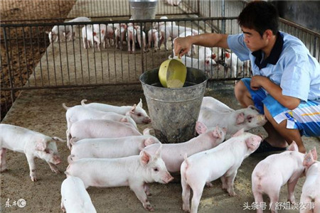 秋季养猪安全管护七措施之猪舍保温、饲料调整、加强防疫！
