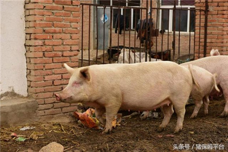 11个养猪增重秘方，喂这些东西猪能长得更快更健康