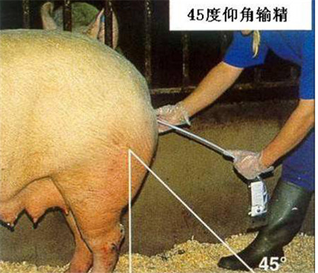 农民学养猪，正确判断输精时间的方法