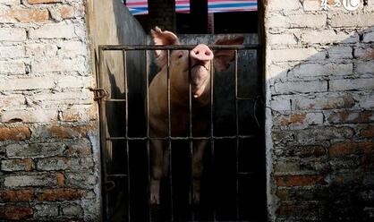 养猪上市公司生猪销量暴涨，你看出了什么？