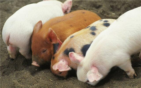 养猪业正经历内忧外患，养猪前景堪忧？