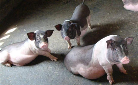 养猪业正发生大清洗，而有人却在偷偷乐！