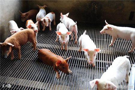庆大霉素在养猪使用中有哪些特点？