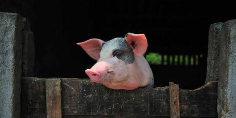11月猪价要上涨？规模场今年产能已增20%以上！