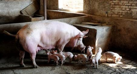 环保压减生猪存栏：散户离场，养猪业将成为巨头的生意