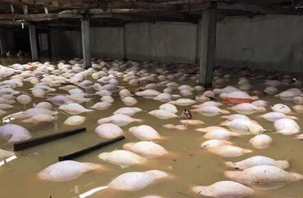 越南暴雨洪灾已致54人丧生 养猪场死猪一片