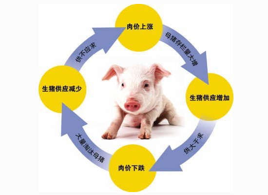 　影响生猪生产与价格周期波动的主要因素有市场机制、生物机制、内部结构和外部冲击。