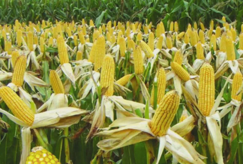 新玉米价格暴跌已成必然，后续的市场行情会怎样？